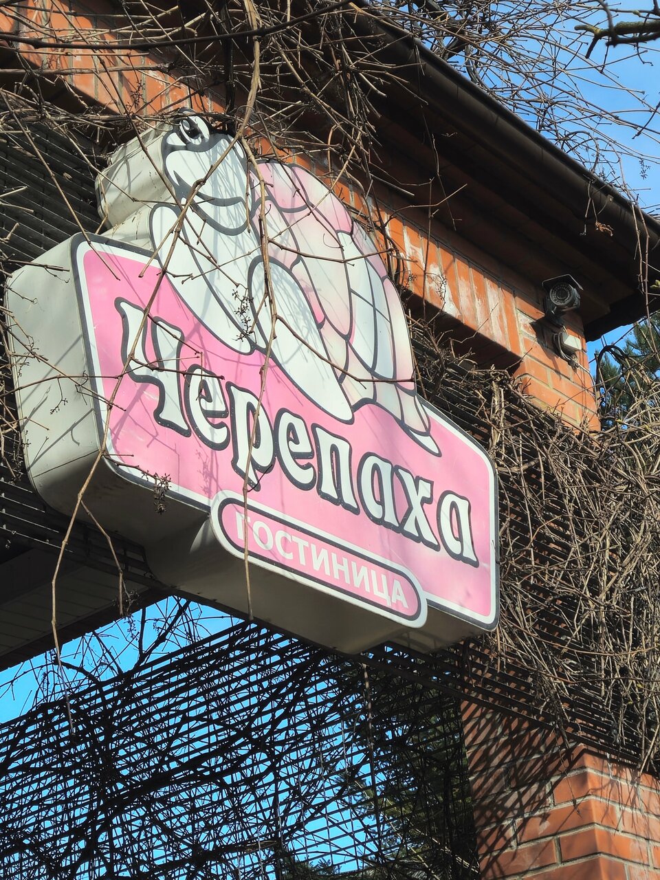 Гостиница Черепаха Калининград-114