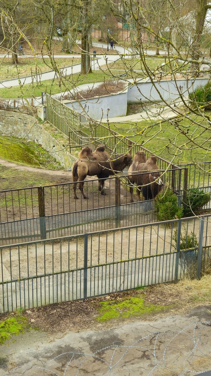 Гостиница Черепаха Калининград-176