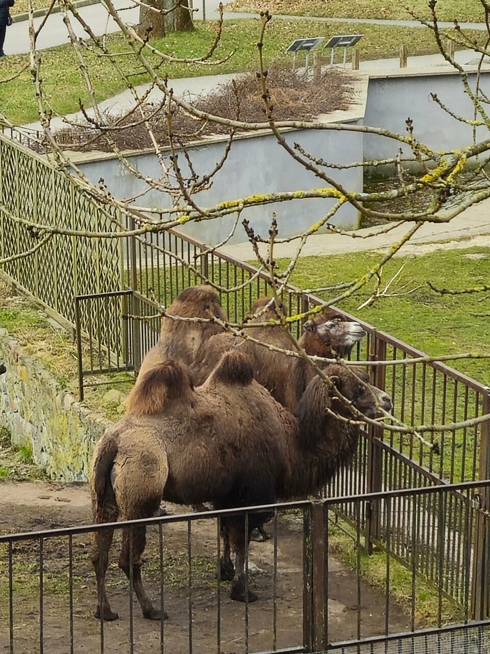 Гостиница Черепаха Калининград-115