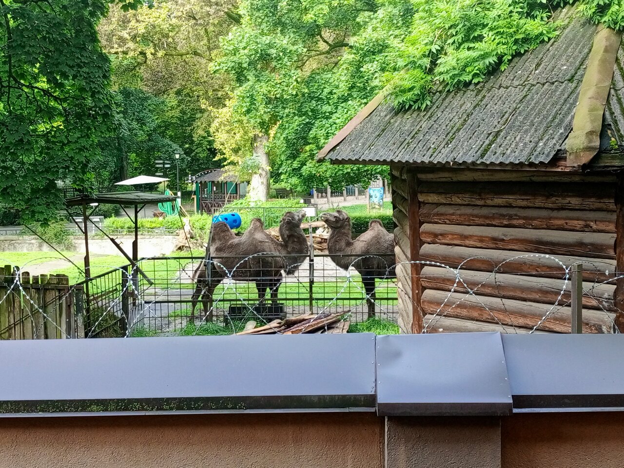 Гостиница Черепаха Калининград-131