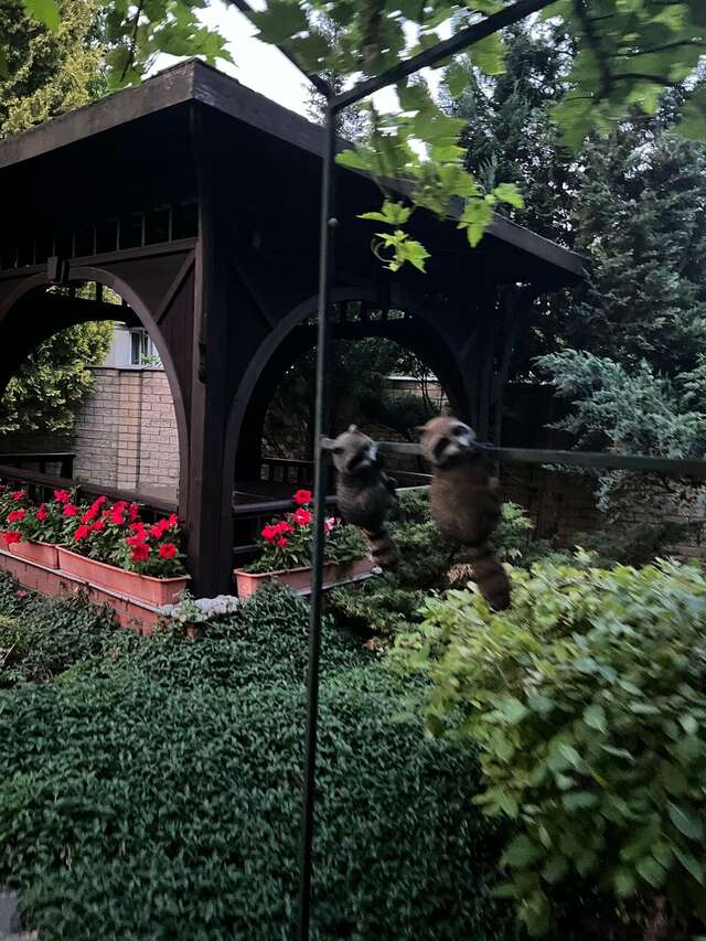 Гостиница Черепаха Калининград-128