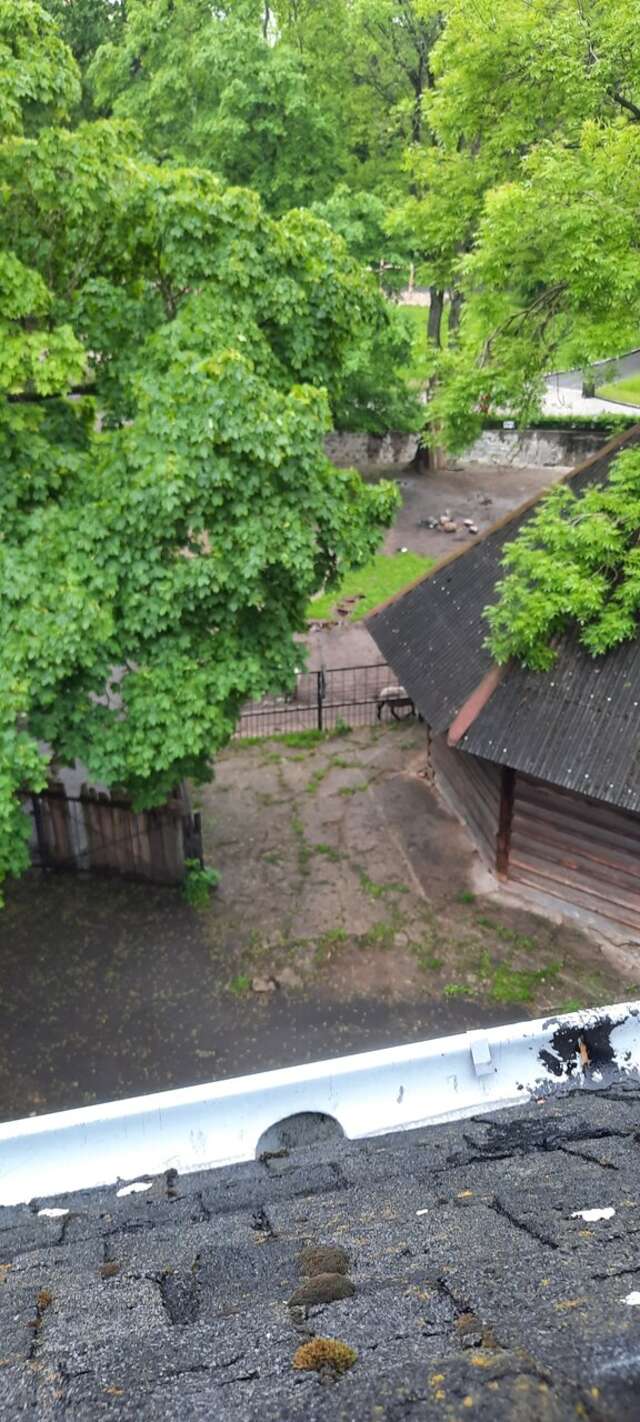 Гостиница Черепаха Калининград-193