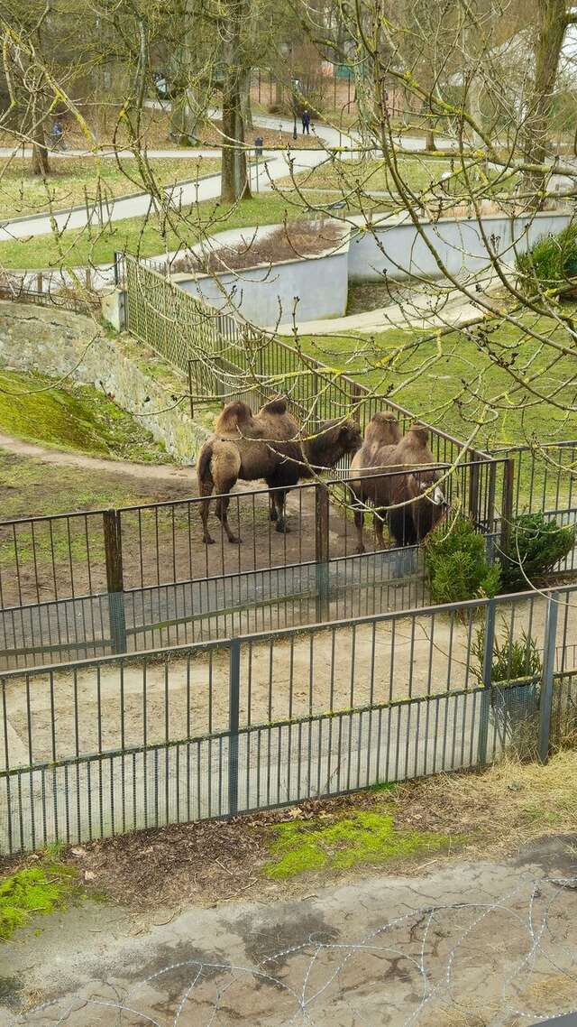 Гостиница Черепаха Калининград-175