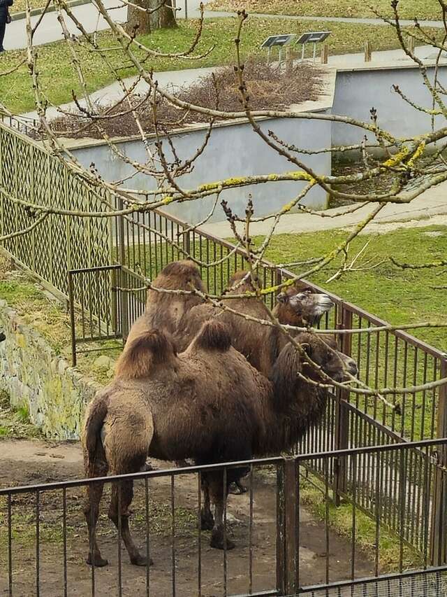 Гостиница Черепаха Калининград-114