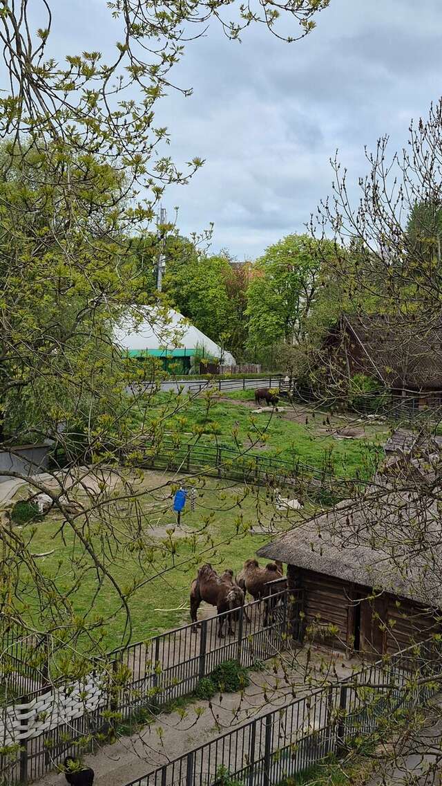 Гостиница Черепаха Калининград-146