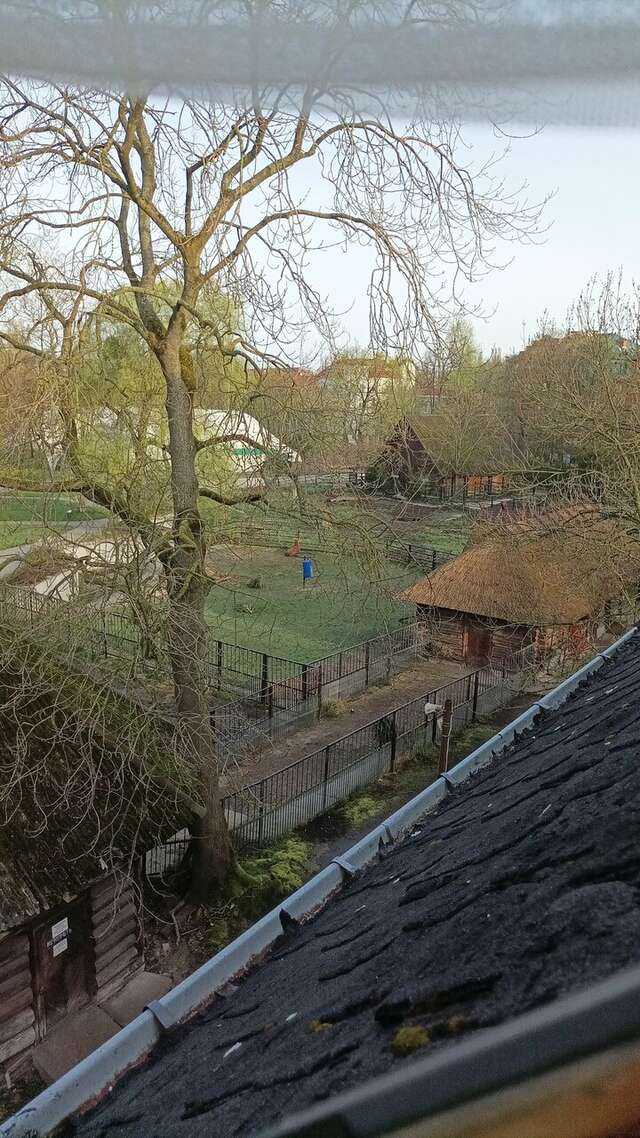 Гостиница Черепаха Калининград-217